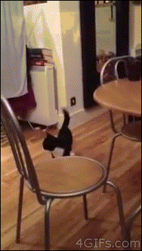 2月22日、猫の日です＊猫の画像貼っていきましょう(*´∀`)♪