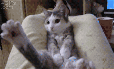 2月22日、猫の日です＊猫の画像貼っていきましょう(*´∀`)♪