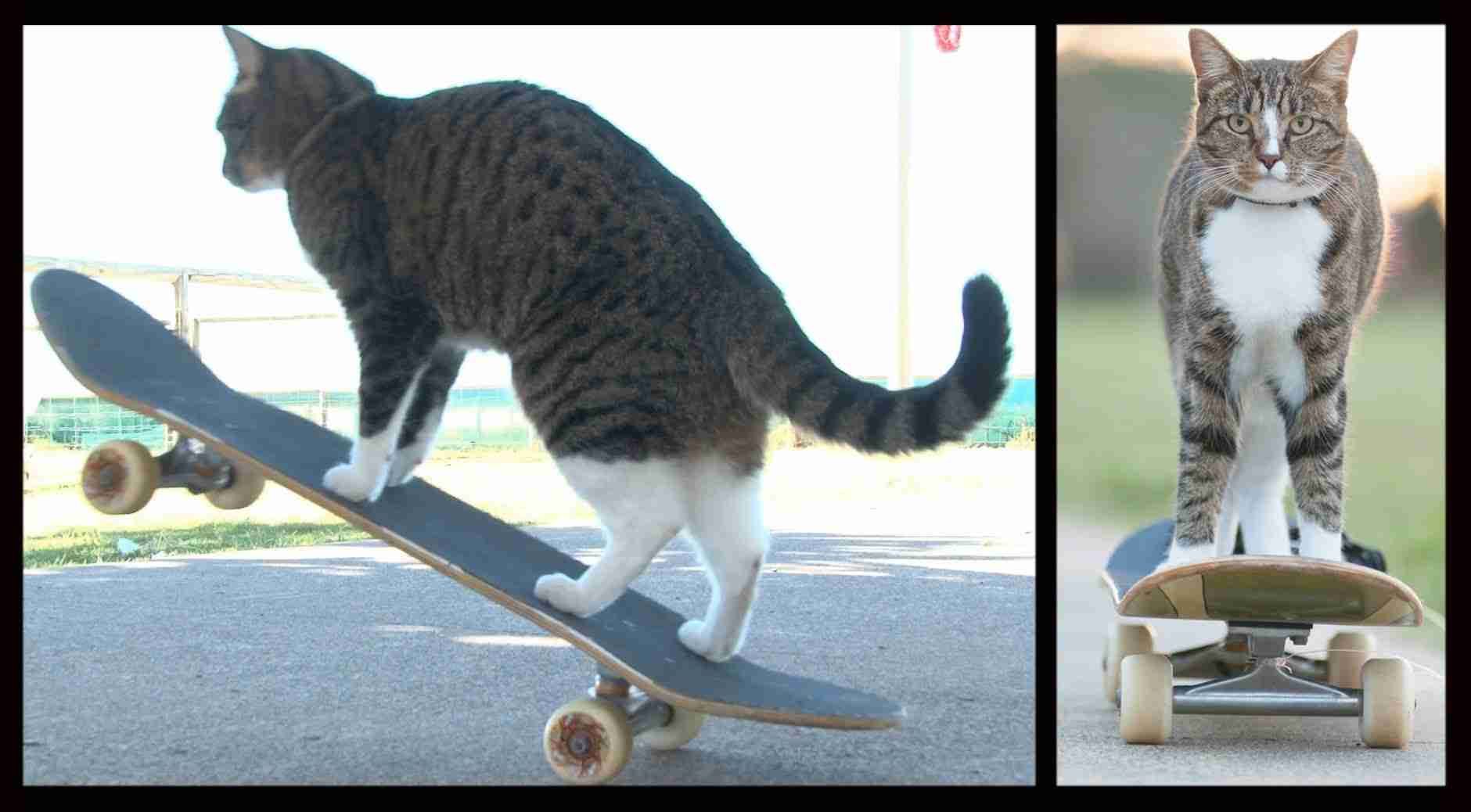 CAT Super Skateboarding Adventure! Go Didga! (ORIGINAL) - YouTube