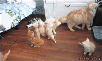 2月22日、猫の日です＊猫の画像貼っていきましょう(*´∀`)♪