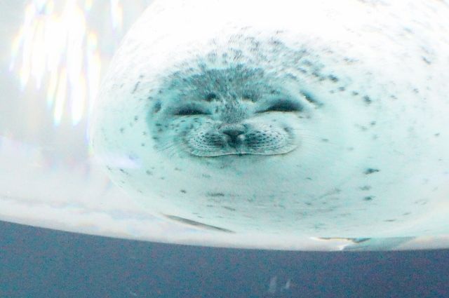 水族館でアザラシが水槽のガラスにぶつかった画像がかわいいと話題