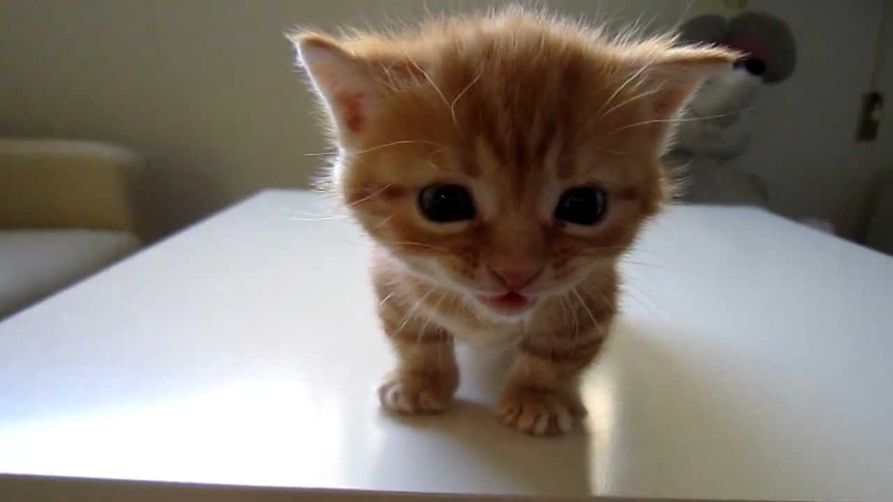 叱られちゃったの・・   "I was scolded...." - YouTube