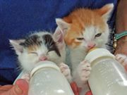 【 超カワイイ 】動物の赤ちゃん | Facebook