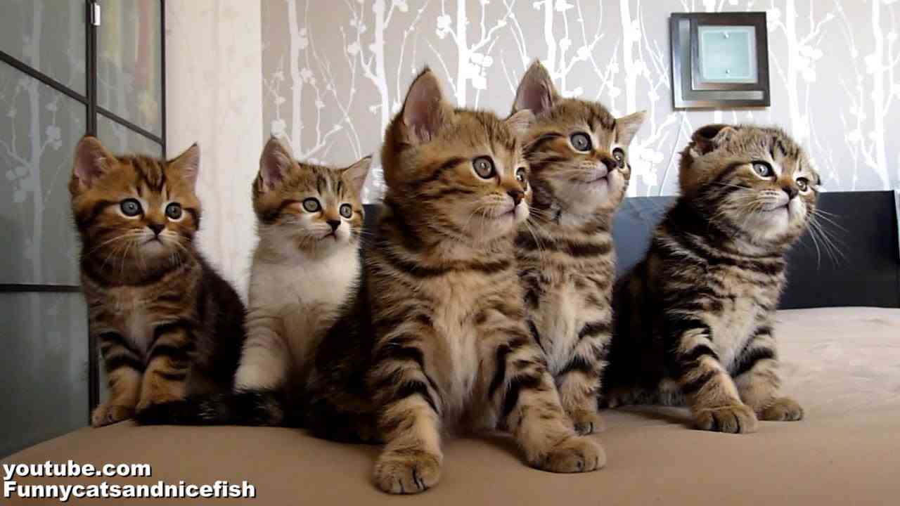 Funny Cats Choir  ( Dancing Chorus Line of Kittens ) - YouTube