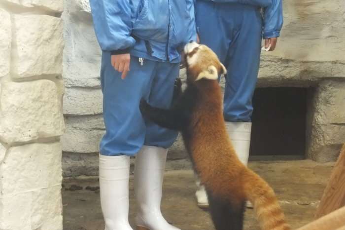 そんな顔されたら断れっこない！おねだり上手な動物たちの写真