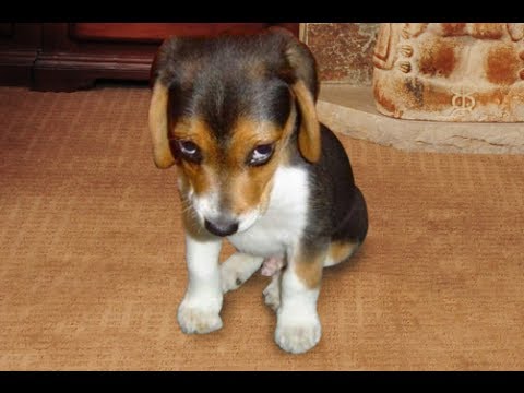 Guilty Dogs - Supercut Compilation 2013! - YouTube