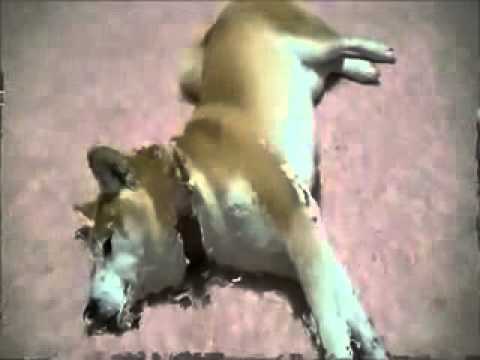 おやつ有りと無しのやる気の違いのいぬ - YouTube