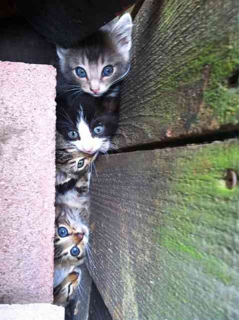 2月22日、猫の日です＊猫の画像貼っていきましょう(*´∀`)♪