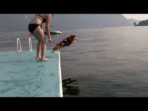 Corgi Flop - YouTube