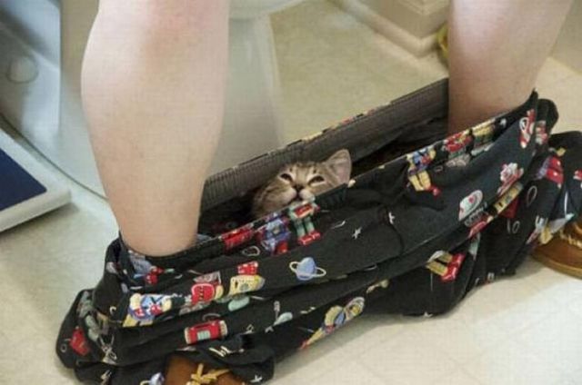 いろいろな動物の視線を感じる画像