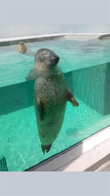 水族館でアザラシが水槽のガラスにぶつかった画像がかわいいと話題