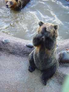 そんな顔されたら断れっこない！おねだり上手な動物たちの写真