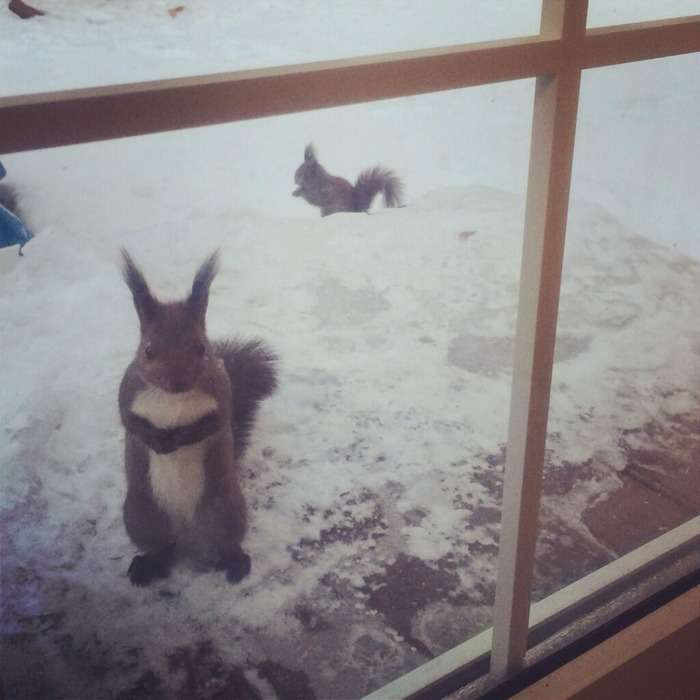 北海道のクッキーお姉さんの所に行くリスの数が増えてるww