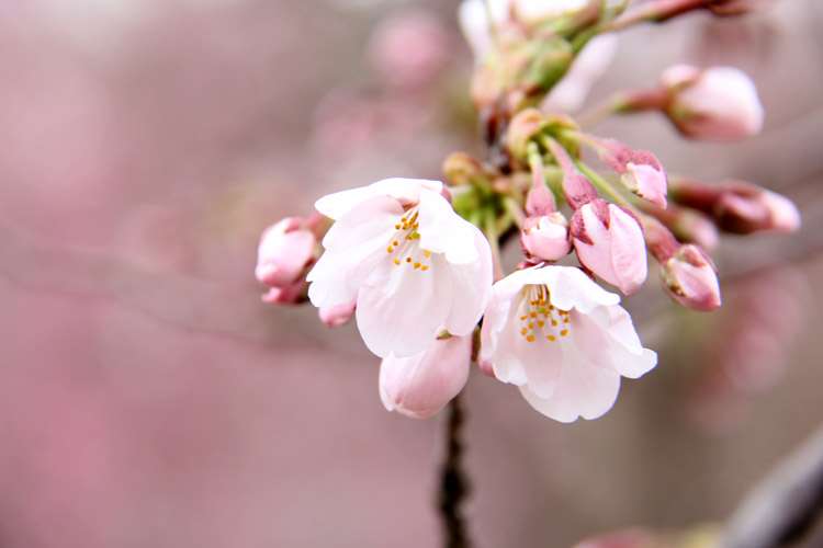 桜の開花予想・開花情報　|　弘前さくらまつり 2014