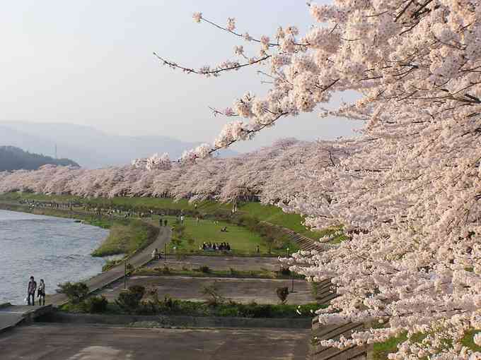 角館の桜 - 伝統行事 | 一般社団法人 角館町観光協会