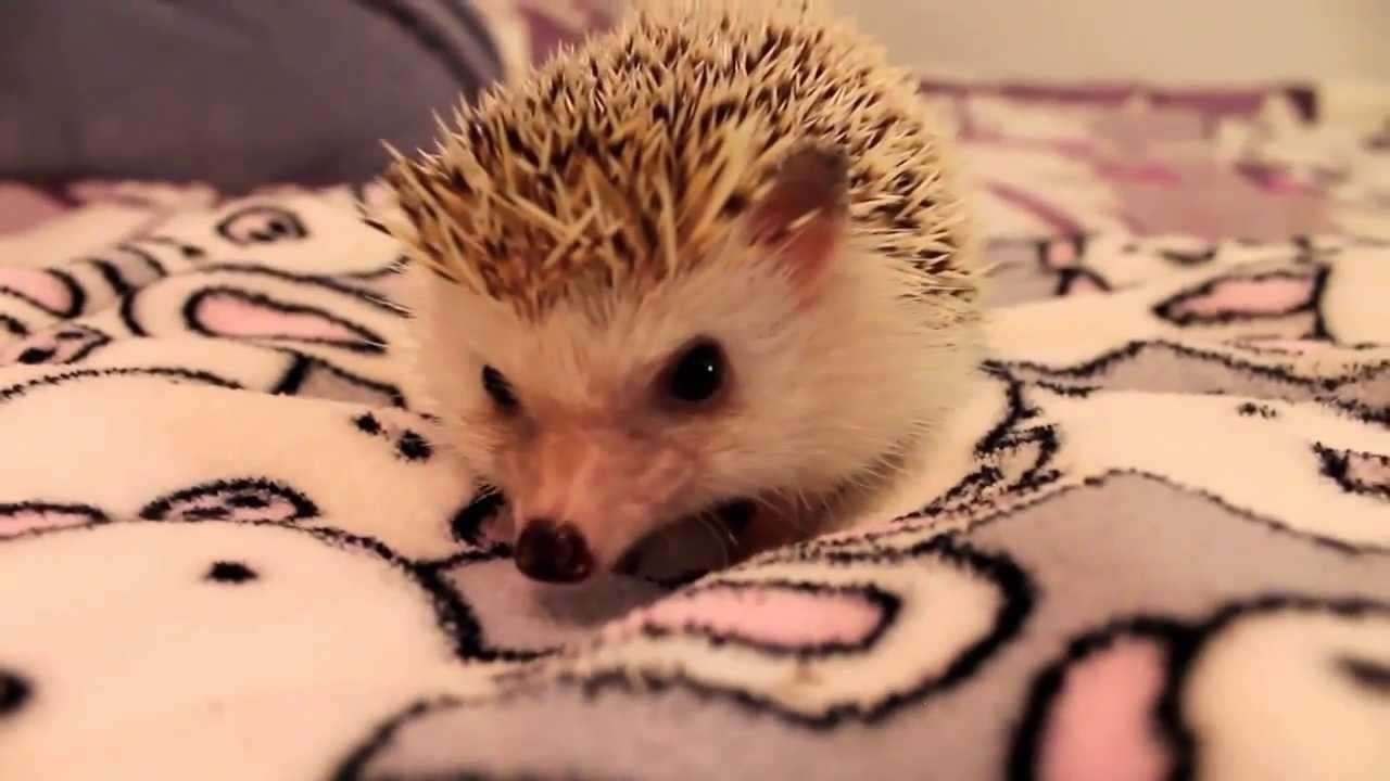 How to Pick Up and Hold a Hedgehog - YouTube