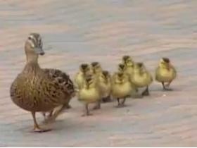 強風に飛ばされても整列するカモの親子 - 動画 - Yahoo!映像トピックス