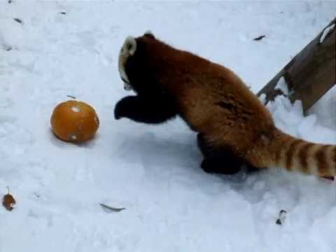 かぼちゃに体当たり☆円山動物園レッサーパンダ - YouTube