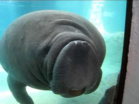 Manatee Face Smush : Original - YouTube