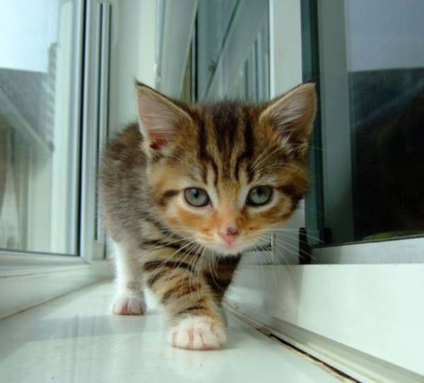 2月22日、猫の日です＊猫の画像貼っていきましょう(*´∀`)♪