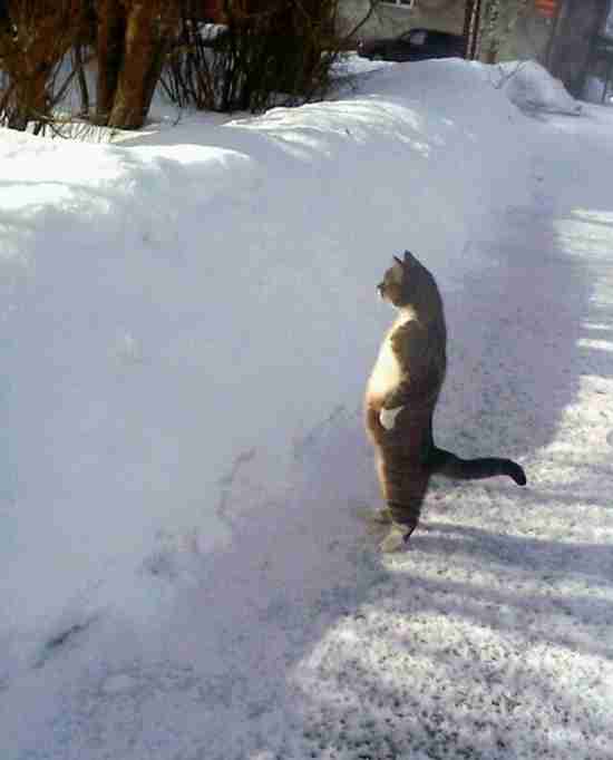 2月22日、猫の日です＊猫の画像貼っていきましょう(*´∀`)♪