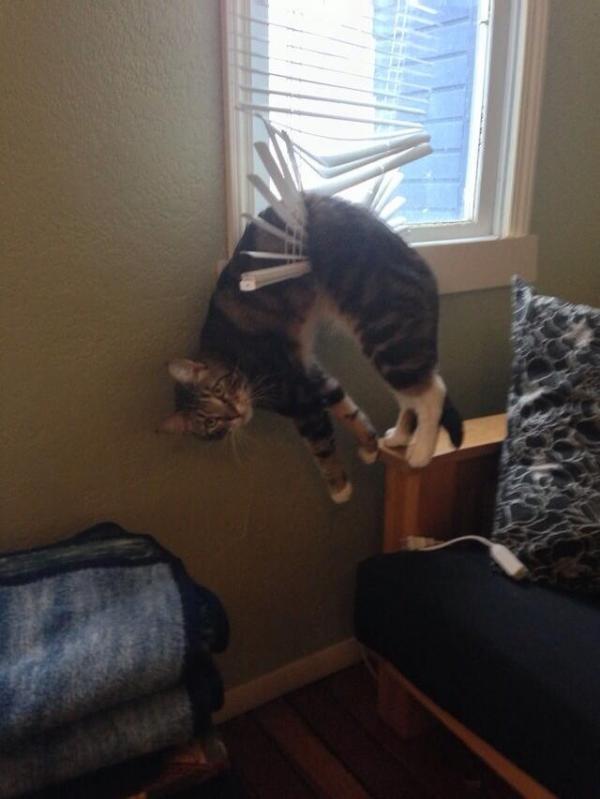 2月22日、猫の日です＊猫の画像貼っていきましょう(*´∀`)♪