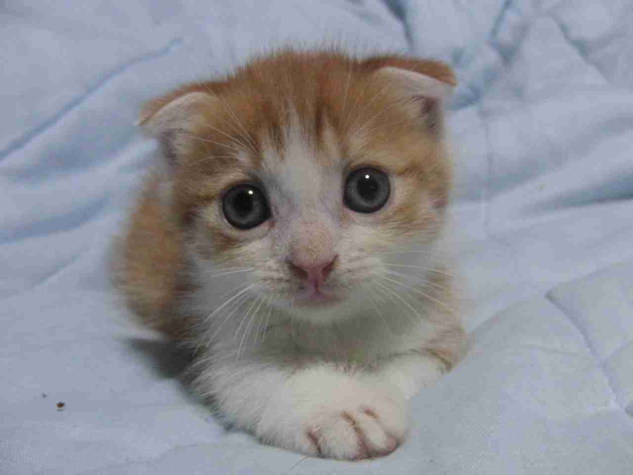 2月22日、猫の日です＊猫の画像貼っていきましょう(*´∀`)♪