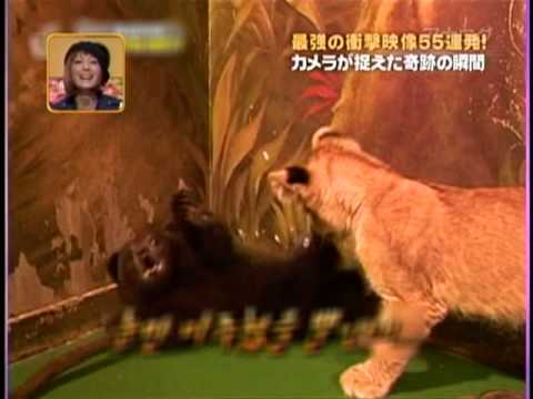 臆病すぎる子熊 - YouTube