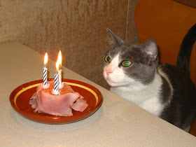 2月22日、猫の日です＊猫の画像貼っていきましょう(*´∀`)♪
