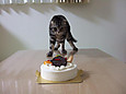 2月22日、猫の日です＊猫の画像貼っていきましょう(*´∀`)♪