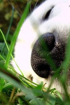 いろいろな動物の視線を感じる画像