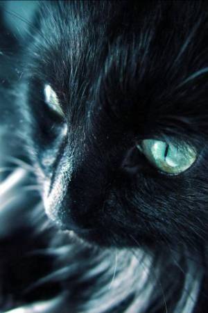 2月22日、猫の日です＊猫の画像貼っていきましょう(*´∀`)♪