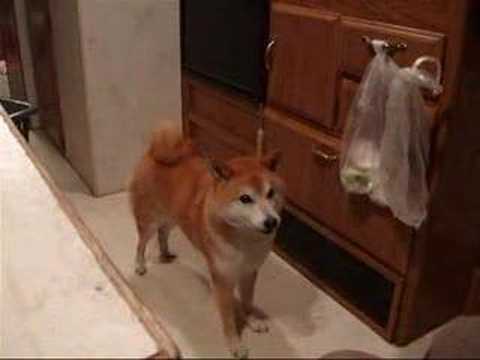 柴犬　シバタ愚痴を言う - YouTube