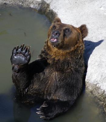 そんな顔されたら断れっこない！おねだり上手な動物たちの写真