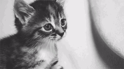 2月22日、猫の日です＊猫の画像貼っていきましょう(*´∀`)♪