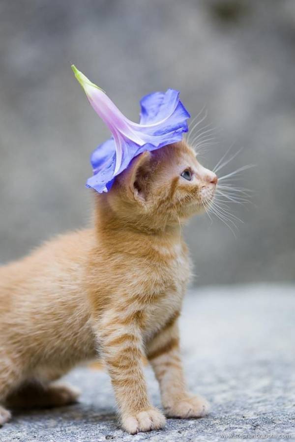 2月22日、猫の日です＊猫の画像貼っていきましょう(*´∀`)♪