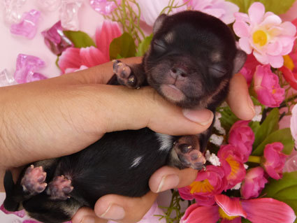 瀕死の子犬を助けた方法が物議…自身の胸から直接「授乳」した女性