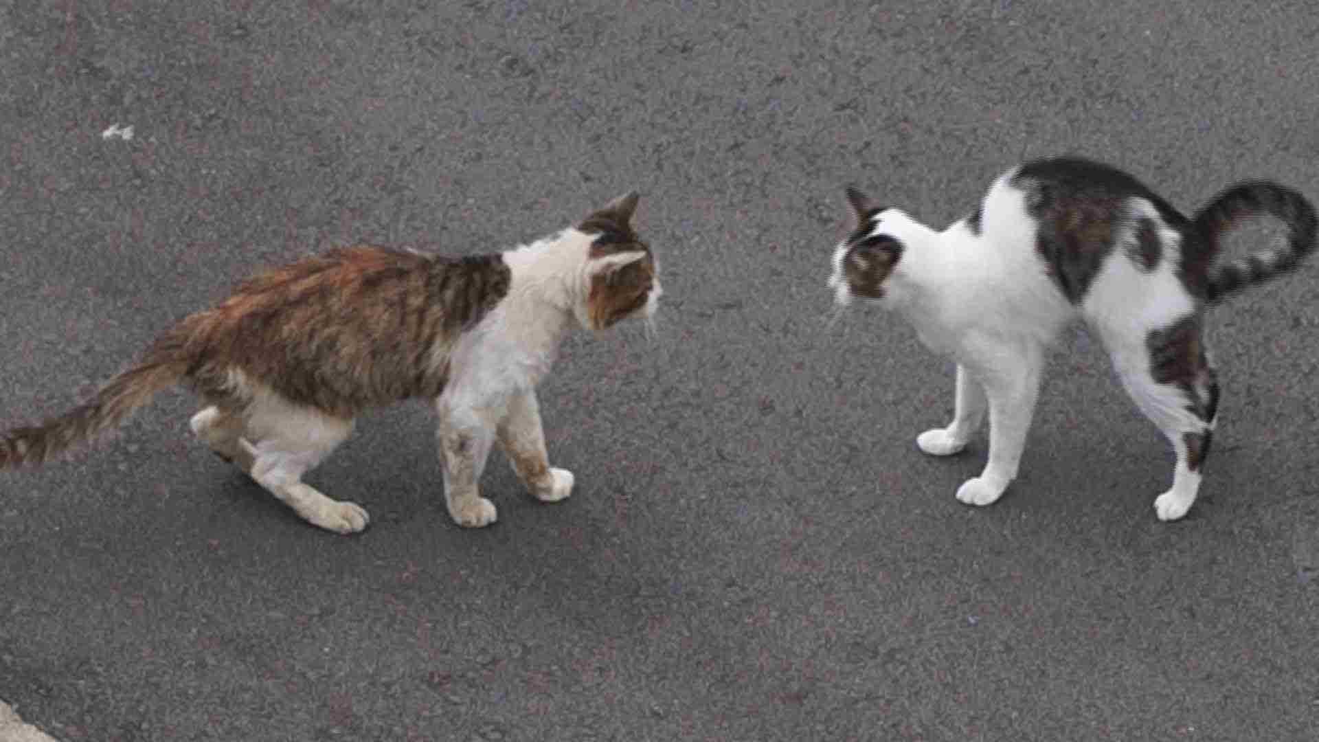 ドキュメント『猫が友達になる瞬間』 - YouTube