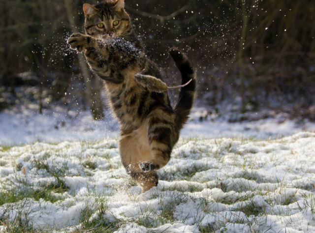 2月22日、猫の日です＊猫の画像貼っていきましょう(*´∀`)♪
