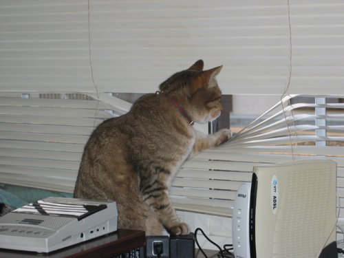2月22日、猫の日です＊猫の画像貼っていきましょう(*´∀`)♪