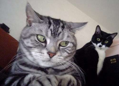 2月22日、猫の日です＊猫の画像貼っていきましょう(*´∀`)♪