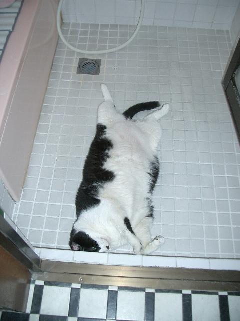 2月22日、猫の日です＊猫の画像貼っていきましょう(*´∀`)♪