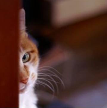 2月22日、猫の日です＊猫の画像貼っていきましょう(*´∀`)♪