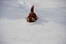 実はけっこう無謀なチャレンジしてる猫たち - NAVER まとめ
