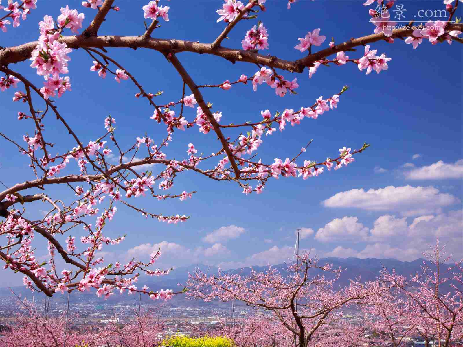 山梨で見つけた桃源郷の壁紙〈大〉〜絶景壁紙、風景写真壁紙無料ダウンロード〜