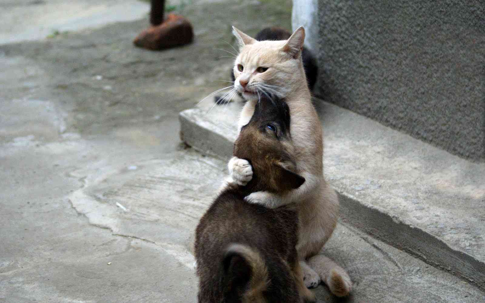 2月22日、猫の日です＊猫の画像貼っていきましょう(*´∀`)♪