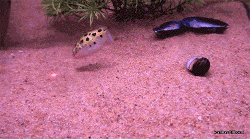 明るい気持ちになれる画像ください。