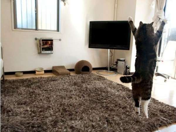 2月22日、猫の日です＊猫の画像貼っていきましょう(*´∀`)♪