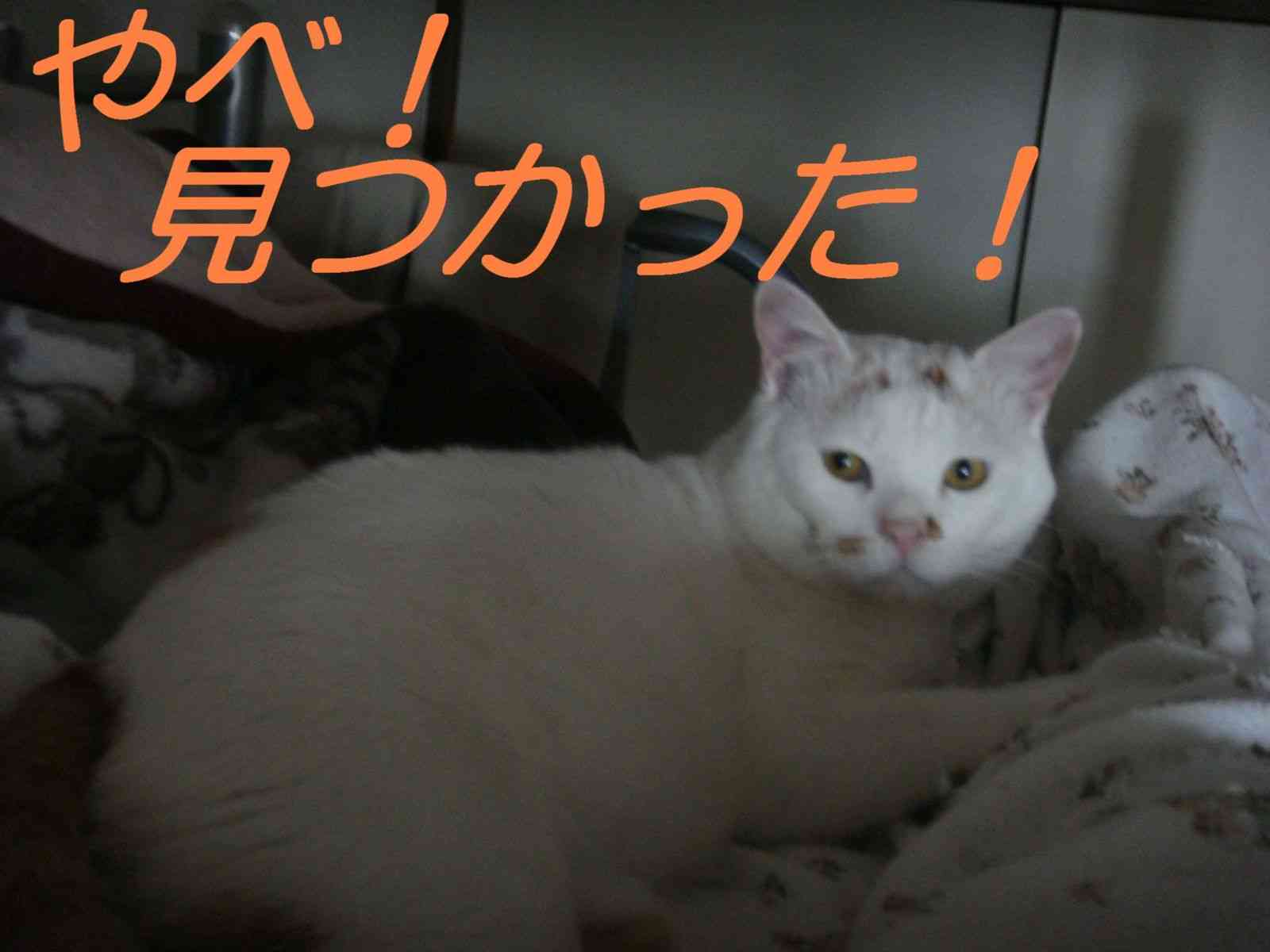 隠れてコッソリ ◯◯◯ ？