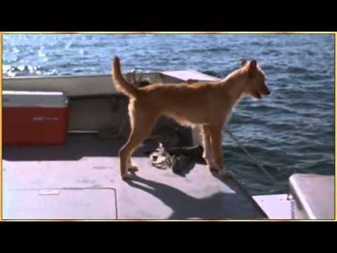 Dolphin and Dog - Let's be Friends.flv - YouTube